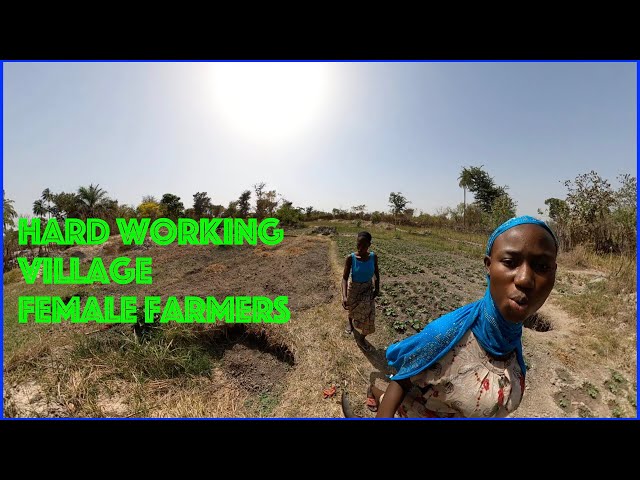 Village Girls And Their Farm, Hard Work, Bagiran Gambia 🇬🇲  Ep 120