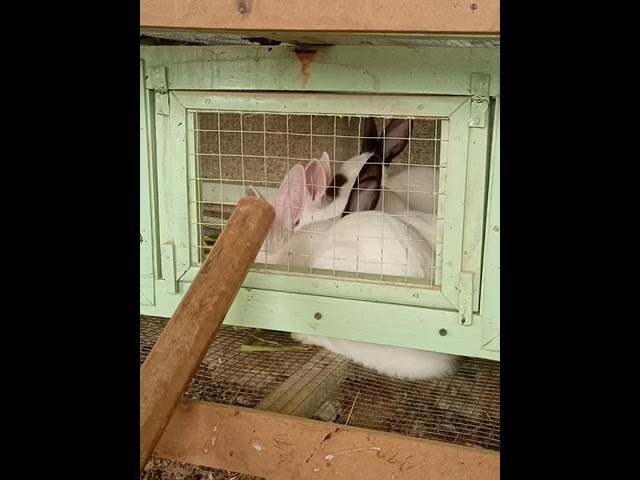 Maa shaa allah New Entry in Farm New Zealand white Rabbit