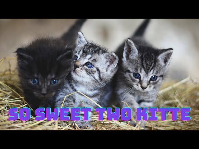 Baby Cats ! So sweet Two kitten love cat! kittens  Funny video! Cat