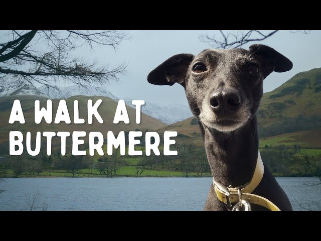 Walking Around Buttermere Lake with our Whippet || Lake District