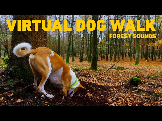 [NO ADS] Dog TV for Dogs 🐕 Dog Walking in the Forest with Nature Sounds 🌲 Calming Sounds for Dogs