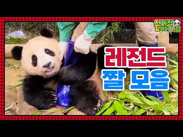 [전지적 할부지 시점] ep.131 편집바오가 열심히 찾아온 바오가족 레전드 짤 모음.zip🐼│Panda World