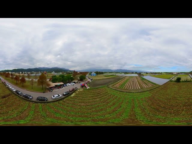 【4K360°】2023宜蘭三星落羽松大道街景360