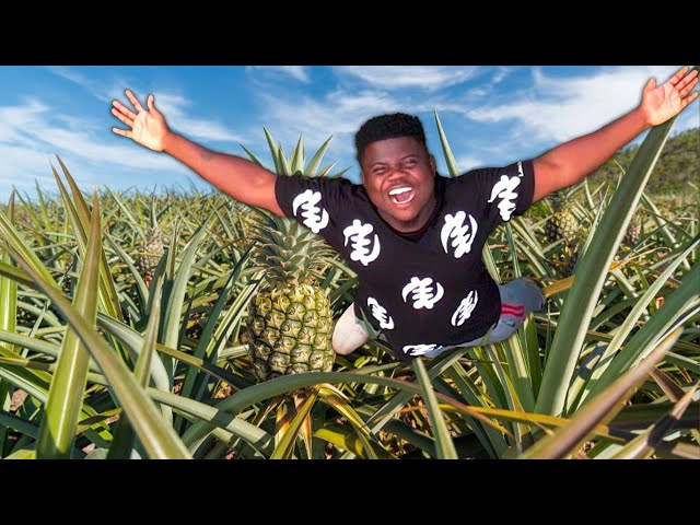 Inside The Biggest Pineapple Farm In Ghana 🇬🇭