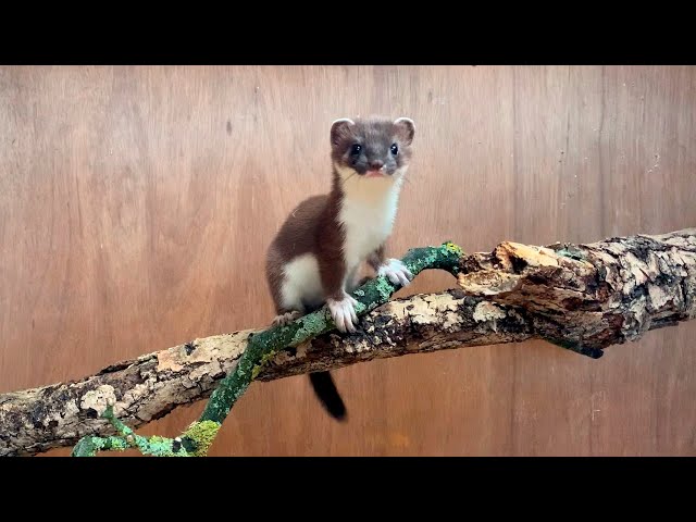 Whisper & Stuart Stoat Are Ready For Outdoors | Rescued & Returned to the Wild | Robert E Fuller