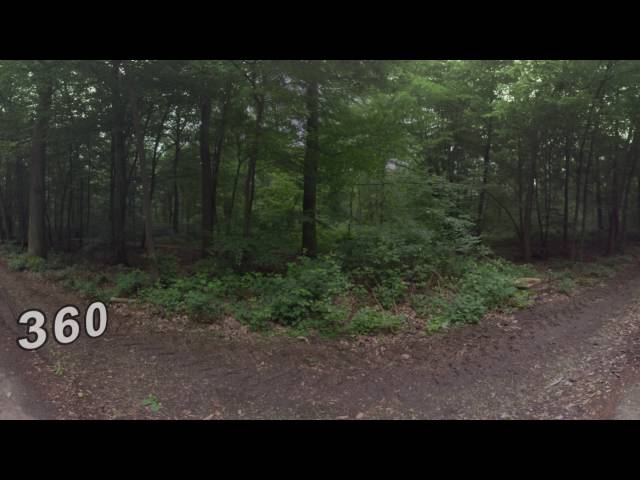 360 VR Green trees and timber lying along the path in the park of Frankfurt, Germany