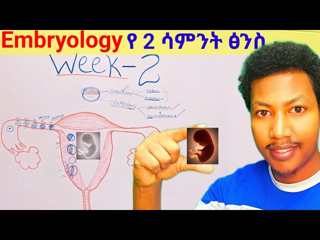 Week - 2️⃣ Embryology የሁለተኛው ሳምንት የፅንስ እድገት #embryo #week two #developmentalbiology #ethiopia