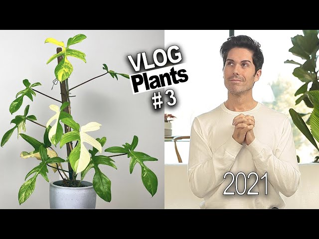 Mi lista de PLANTAS de INTERIOR (raras) que deseo para este 2021 (WISHLIST) ¡este año si! 😊🚀