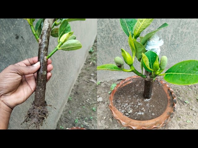 Jack Fruit Growing New Technique | How To Propagate Jackfruit Use Aloe Vera, Papaya 💯