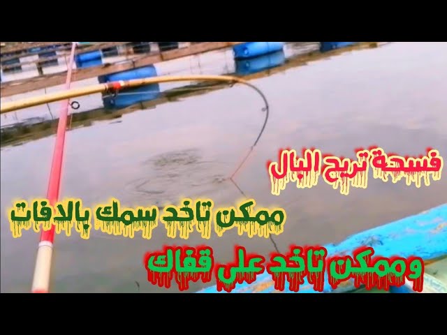 الإعلان| عن أول |رحلات صيد سمك| القاروص| في رشيد