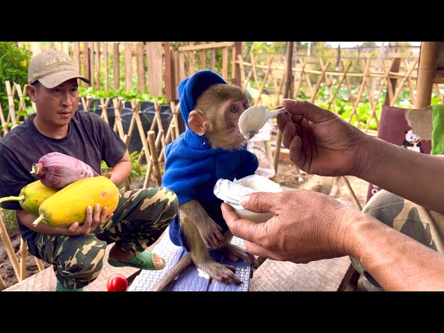 BiBi was happy when his father sold vegetables at the store and bought him yogurt