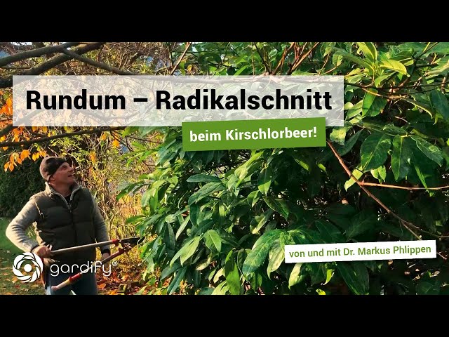 Rundum - Radikalschnitt beim Kirschlorbeer! Wann & wie? So schneidet ihr ihn richtig | gardify Tipps