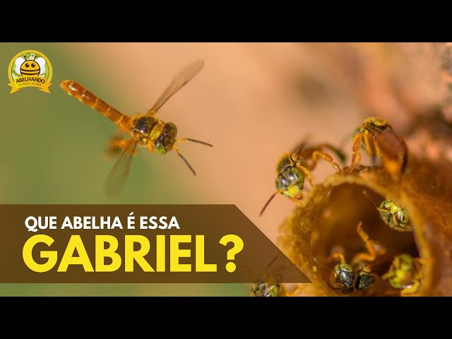 Que ABELHA é Essa Gabriel? (Tetragonisca angustula)