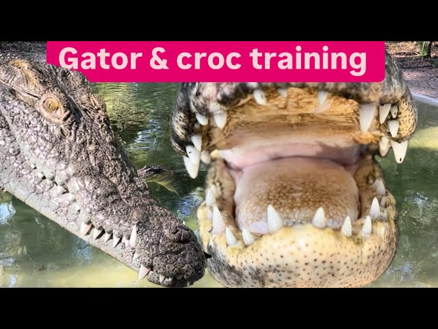 Croc & gator training + sanctuary vlog!