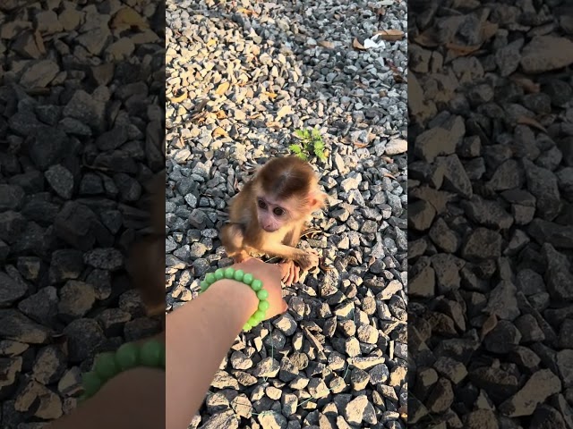 super cute baby monkey melia #monkey #baby #happy #cute #baby #shorts