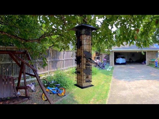 Bird Feeder up Close in 3D VR