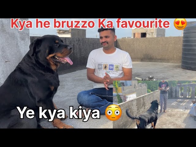 Bruzzo ka favourite food ?🤔|Rottweiler dog funny video|dog talking ​⁠​⁠@Rottweilerthebruzzo9212