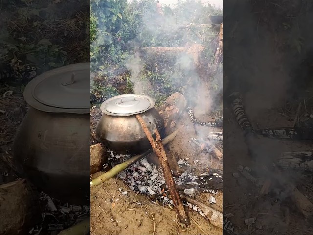 Forest cooking