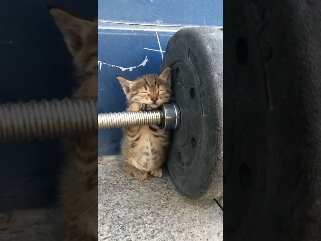 SOO CUTE   CUTE KITTY   TIRED OF WEIGHTS   #kitty #cat #cute  #shorts #funnyanimlas