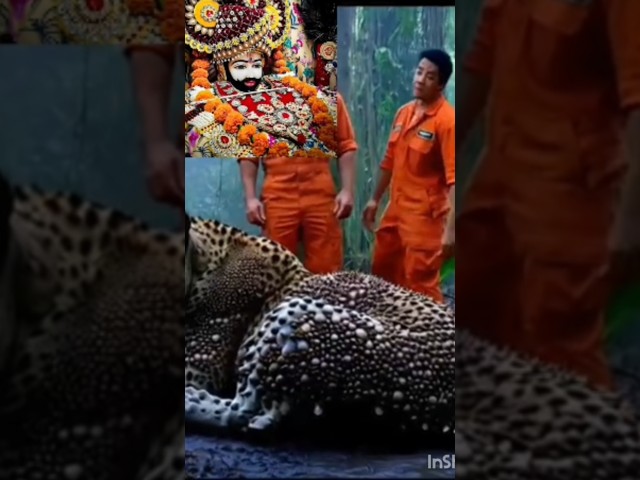 Jaguar covered in millions of parasitic barnacles, successfully rescued by a rescue team.