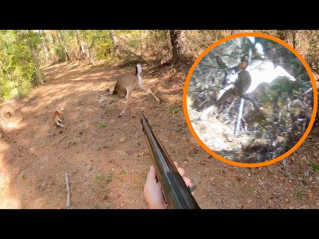 Fast Head Shot At 3 Steps!! | Deer Everywhere!!