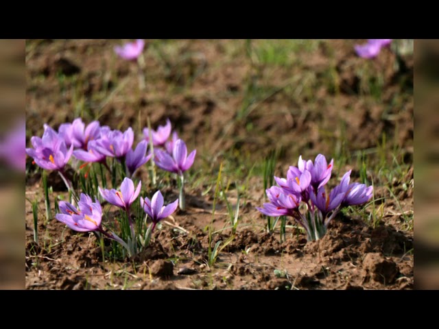 Saffron harvest in Kashmir's Pampore area#shorts #subscribe #subscribetomychannel #nature