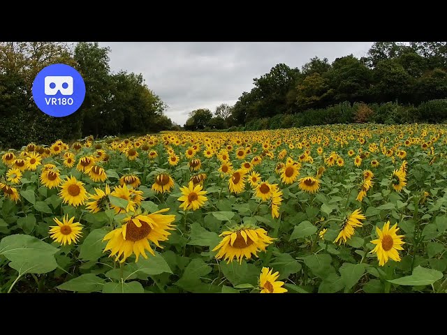 VR180 3D SUNFLOWERS