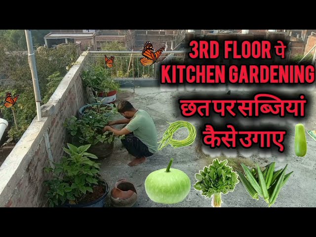 मैं 3rd Floor पर kitchen Gardening करता हूं 👌      छत पर सब्जियां कैसे उगाए #kitchengardening