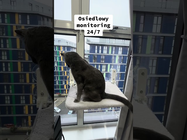 Osiedlowy monitoring 😂✨🐈‍⬛✨ sounds on 🤣 #osiedle #gossips #catday #funny #russianbluecatvlog #pet