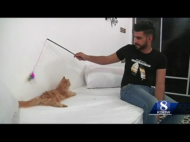 Dan Green's Animal Stories: Cat Hotel