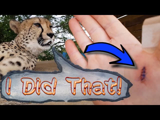 Have You Ever Been Injured? Gabriel The Cheetah & His Big Cat Semi-Retractable Claw Gives The Answer