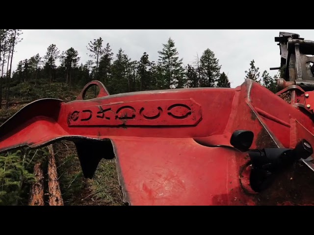 Colorado forest restoration in 360°