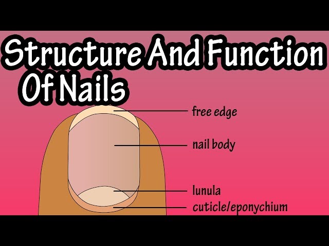 Structure Of Nails - Function Of Nails - Anatomy Of Nails - Why Do We Have Nails