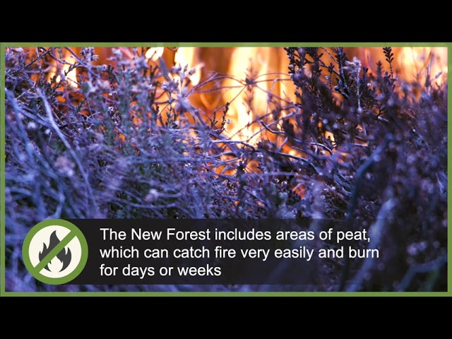 No fires or BBQs - New Forest Code