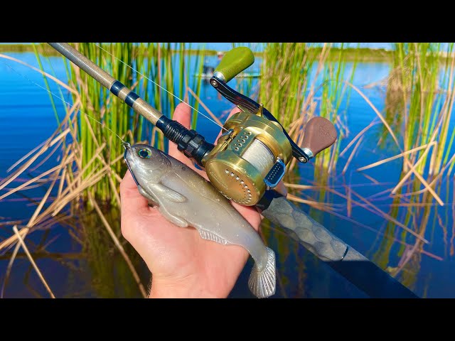 Fishing BIG Swimbaits In The Florida Everglades For HUGE Fish!