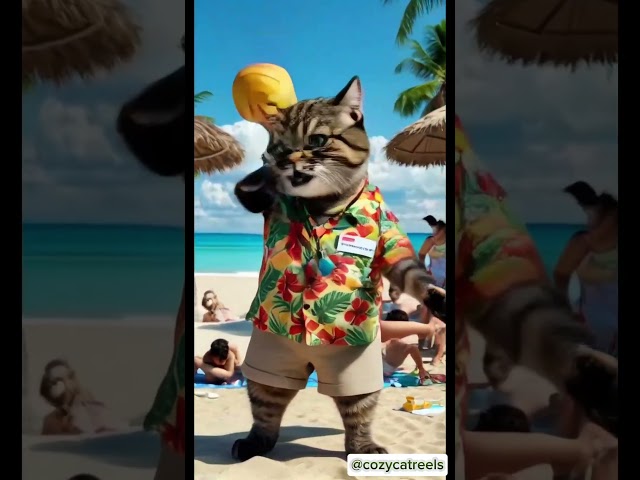 ball fun at the beach 😺 #cats #catwiches #catreels #halloween #explore #music #sand #wizard #ai