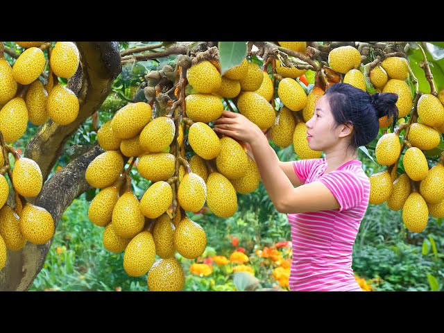 Harvesting Super Magic Eye MAT THAN Fruit Go To Market Sell, Farm Life| Harvesting Farm Produce