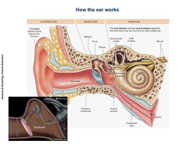 Hearing Physiology | Human ear structure and function | How the ear works