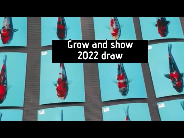 KOI POND grow and show 2022 update on pond !!!