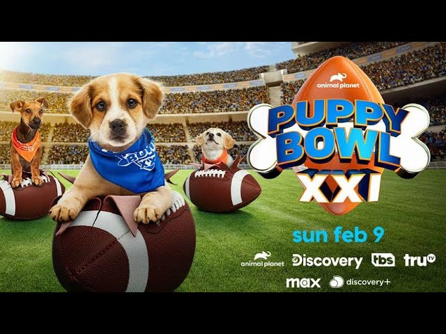 Everything you need to know about Puppy Bowl 2025