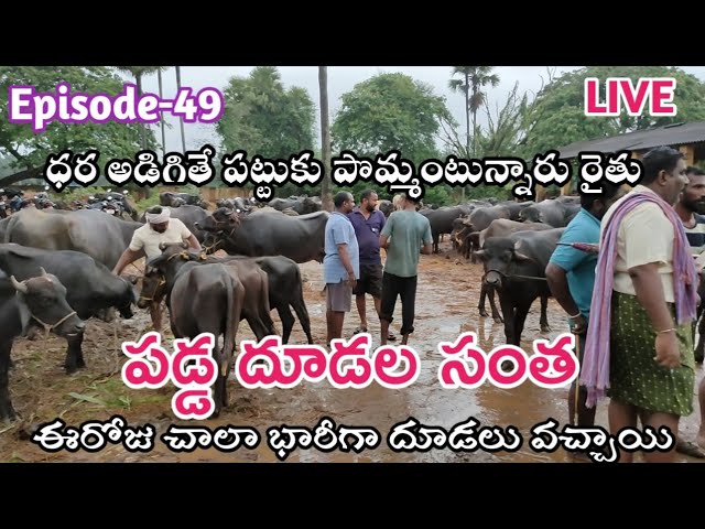 గేదెల సంత | Buffalo Market | Buffaloes Information | भैंस बाजार  #buffalofarming #buffalo