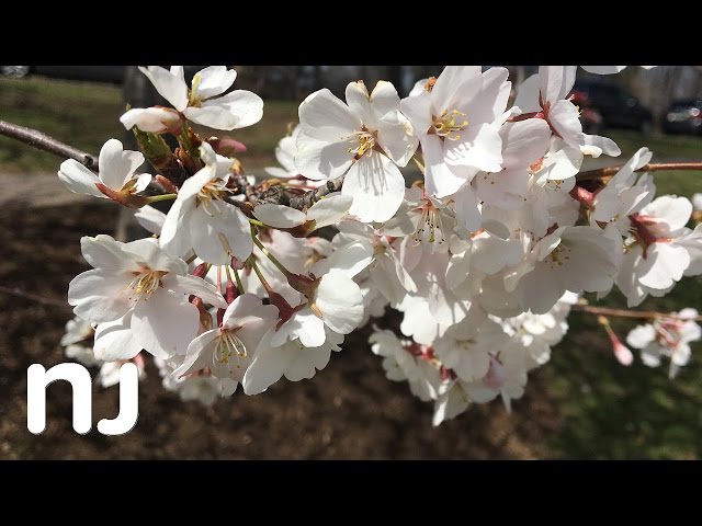 Beautiful 360 degree views of blossoming cherry trees