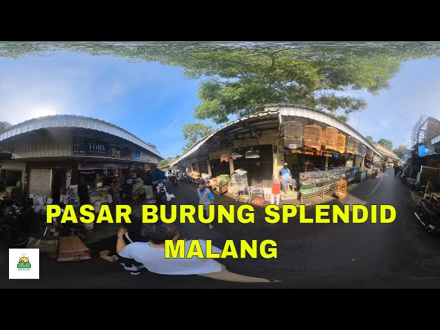 Pasar Burung Splendid Malang 2024. Disarankan Menggunakan Kacamata VR.