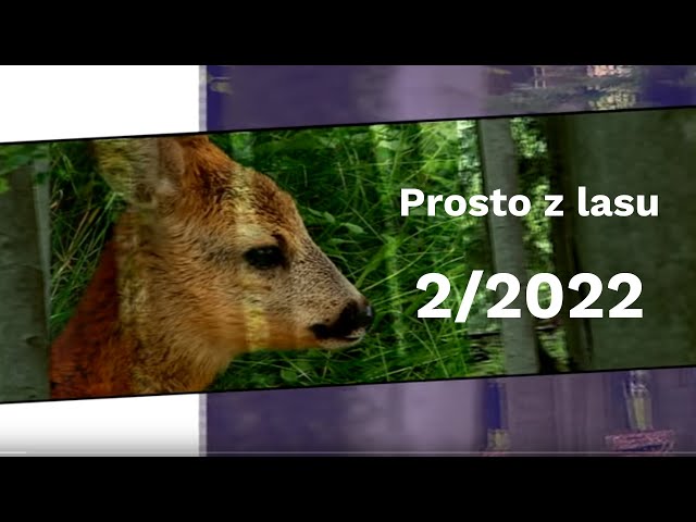 Prosto z lasu |02 2022|