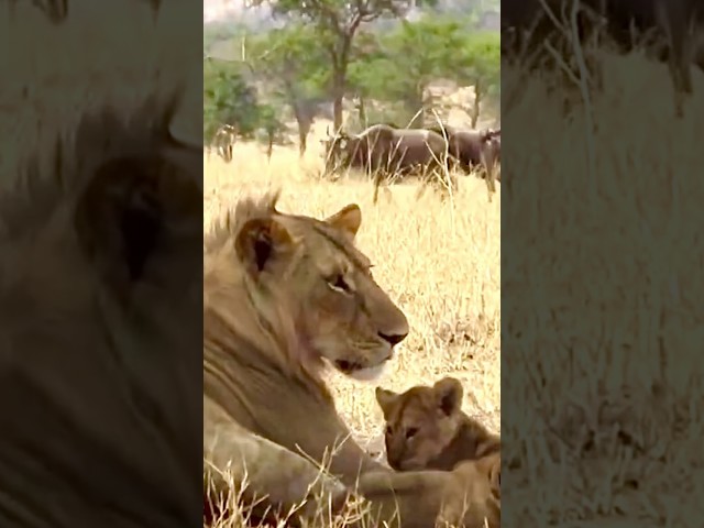 Beautiful lion pride #Lion #Shorts