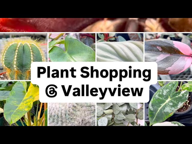 Plant Shopping @ Valleyview | A Greenhouse Full of Indoor Plant Delights