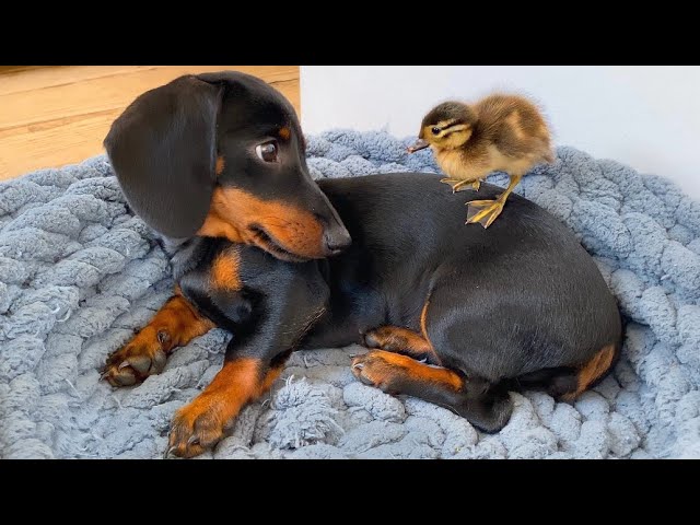 Mini Dachshunds with their animal friends in Spring. Unlikely Animal Friends.