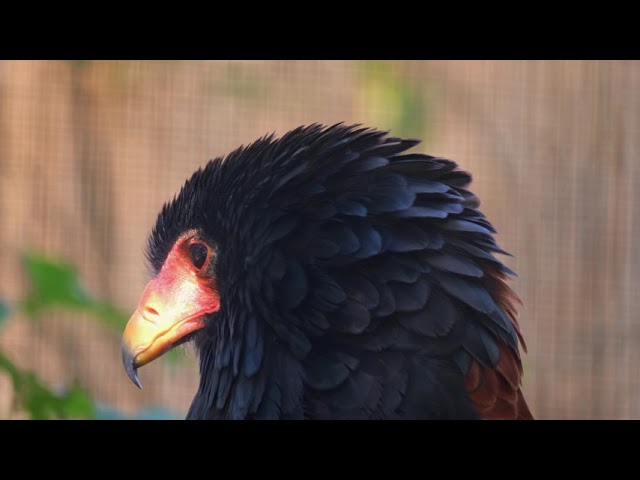 No Copyright Videos - Black Bird  -Beautiful Video Footage for Bird Lovers - No Copyright Zone