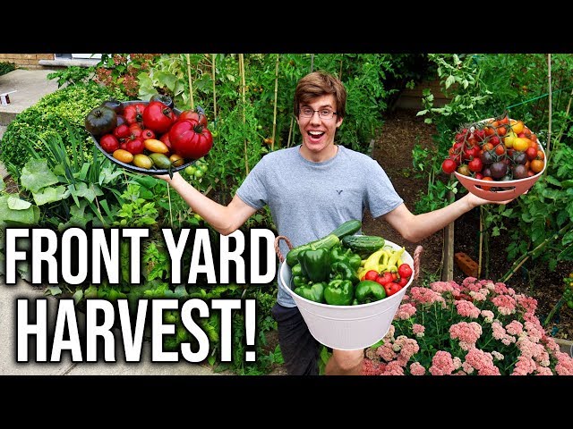 Plentiful Front Yard Garden Harvest, Sustainable Food Growing In a Small Space!