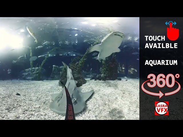 The best aquarium inside 360 degree view vr video and vr movies